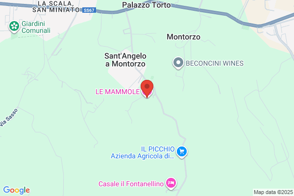 Mammole